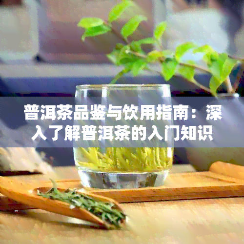 普洱茶品鉴与饮用指南：深入了解普洱茶的入门知识