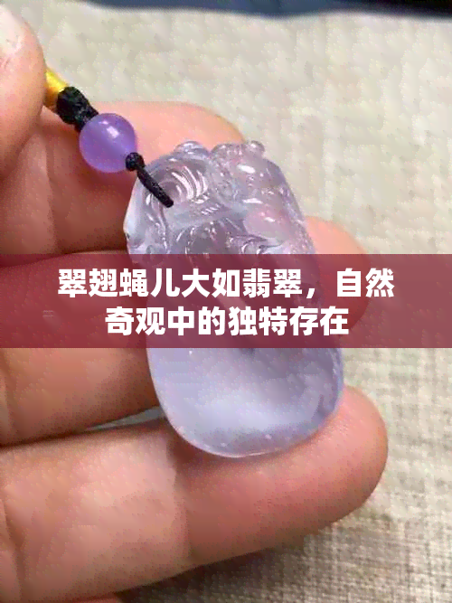 翠翅蝇儿大如翡翠，自然奇观中的独特存在