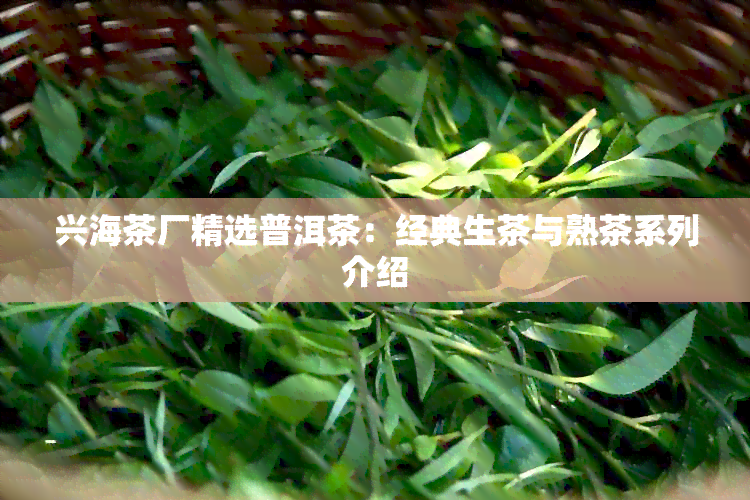 兴海茶厂精选普洱茶：经典生茶与熟茶系列介绍