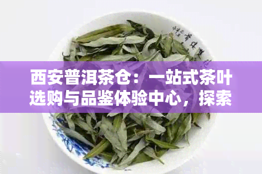 西安普洱茶仓：一站式茶叶选购与品鉴体验中心，探索西安普洱茶的世界