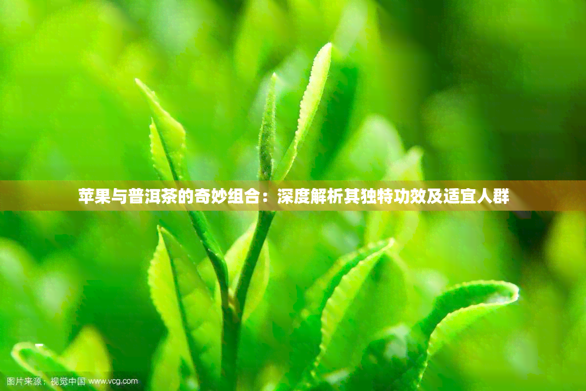 苹果与普洱茶的奇妙组合：深度解析其独特功效及适宜人群