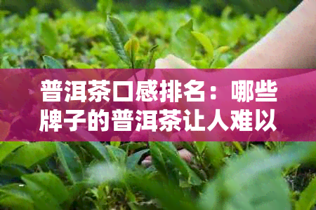 普洱茶口感排名：哪些牌子的普洱茶让人难以忘怀？