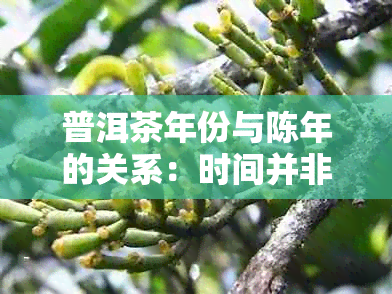 普洱茶年份与陈年的关系：时间并非唯一决定其价值的因素