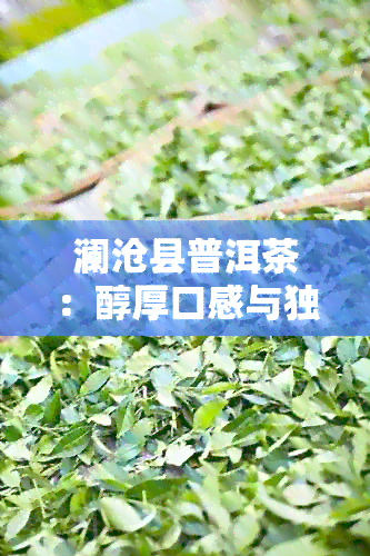 澜沧县普洱茶：醇厚口感与独特风味的秘密