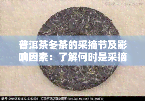 普洱茶冬茶的采摘节及影响因素：了解何时是采摘时间