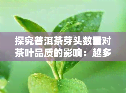 探究普洱茶芽头数量对茶叶品质的影响：越多越好吗？