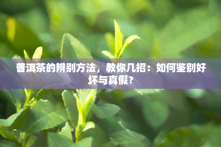 普洱茶的辨别方法，教你几招：如何鉴别好坏与真假？