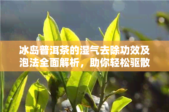 冰岛普洱茶的湿气去除功效及泡法全面解析，助你轻松驱散体内湿气