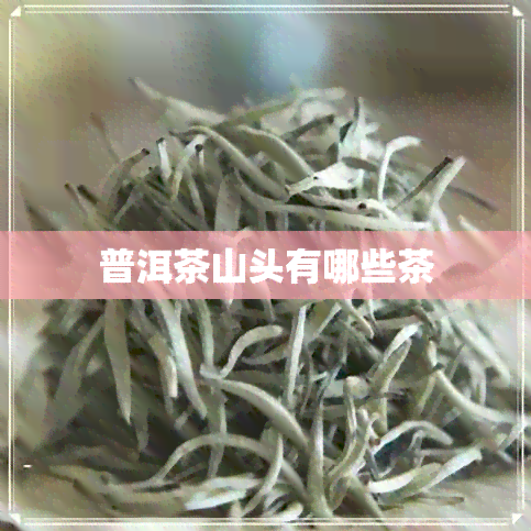 普洱茶山头有哪些茶