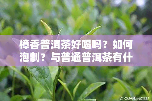 樟香普洱茶好喝吗？如何泡制？与普通普洱茶有什么区别？