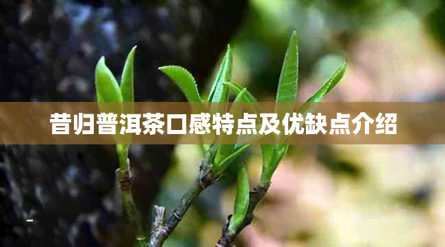 昔归普洱茶口感特点及优缺点介绍