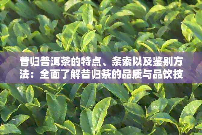 昔归普洱茶的特点、条索以及鉴别方法：全面了解昔归茶的品质与品饮技巧