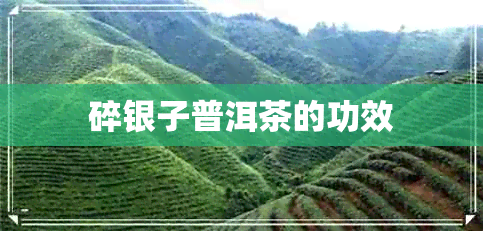 碎银子普洱茶的功效