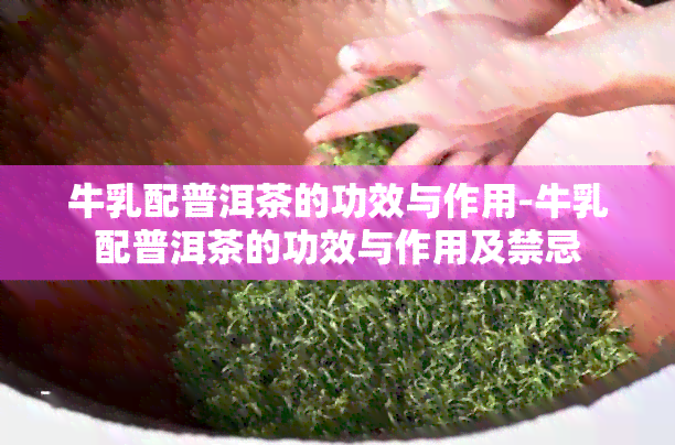 牛乳配普洱茶的功效与作用-牛乳配普洱茶的功效与作用及禁忌