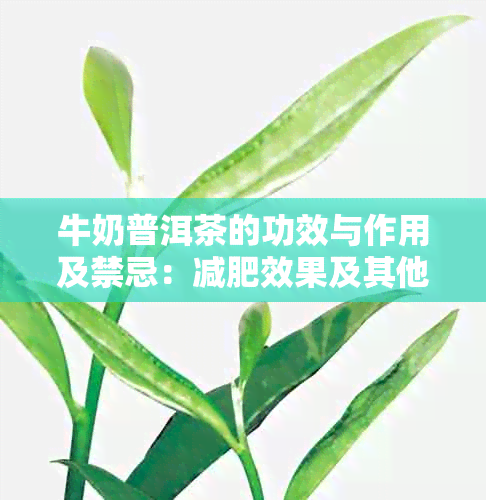 牛奶普洱茶的功效与作用及禁忌：减肥效果及其他未知