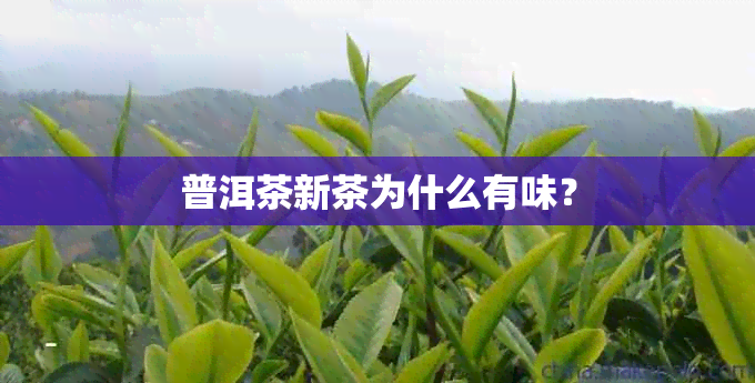 普洱茶新茶为什么有味？