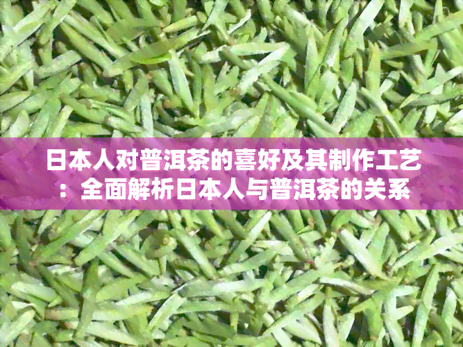 人对普洱茶的喜好及其制作工艺：全面解析人与普洱茶的关系