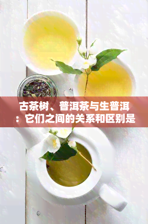 古茶树、普洱茶与生普洱：它们之间的关系和区别是什么？