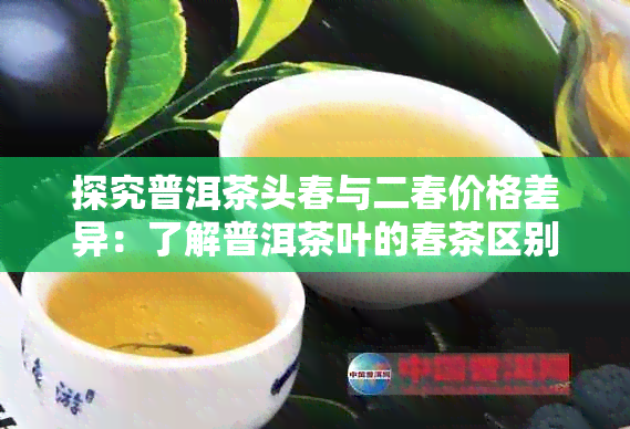 探究普洱茶头春与二春价格差异：了解普洱茶叶的春茶区别