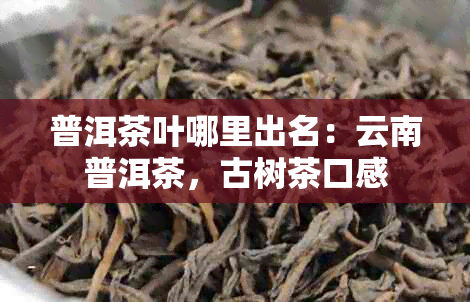 普洱茶叶哪里出名：云南普洱茶，古树茶口感