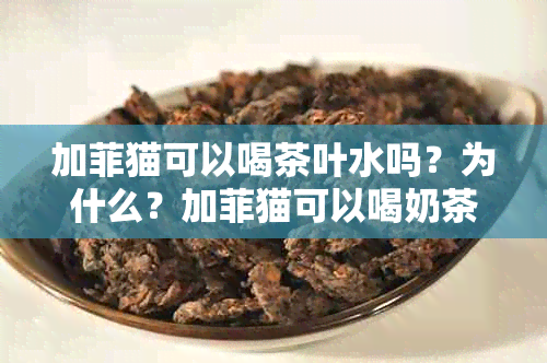 加菲猫可以喝茶叶水吗？为什么？加菲猫可以喝奶茶吗？加菲猫可以喝热水吗？