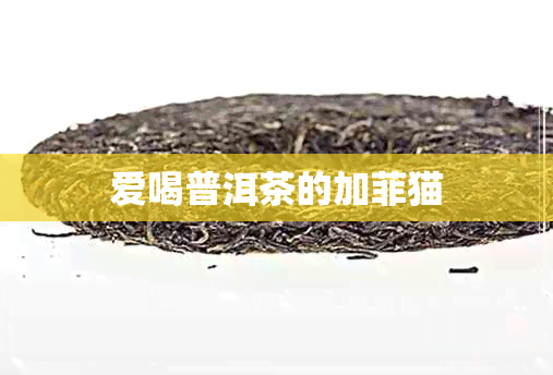 爱喝普洱茶的加菲猫