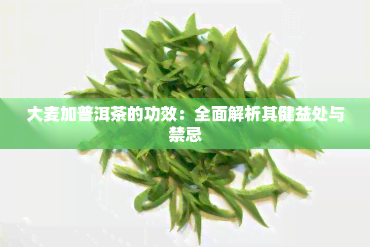 大麦加普洱茶的功效：全面解析其健益处与禁忌