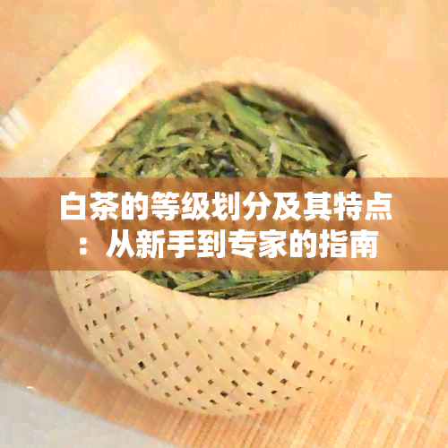 白茶的等级划分及其特点：从新手到专家的指南