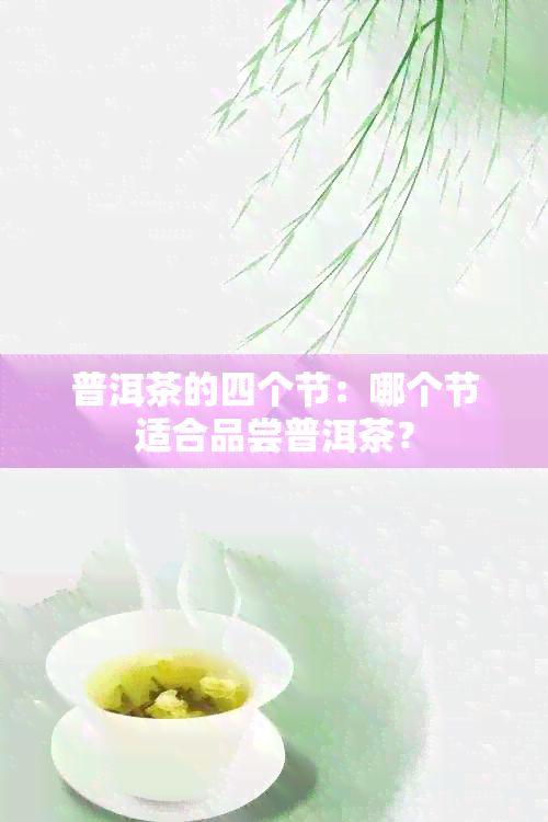 普洱茶的四个节：哪个节适合品尝普洱茶？