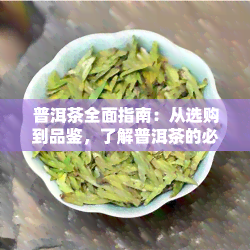 普洱茶全面指南：从选购到品鉴，了解普洱茶的必备知识