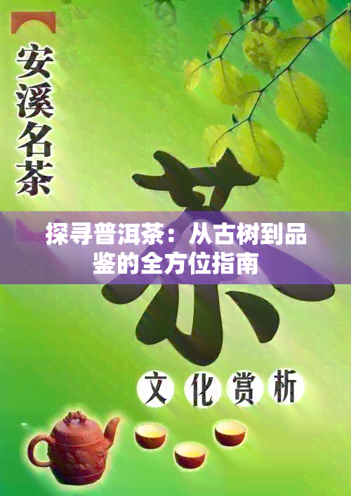 探寻普洱茶：从古树到品鉴的全方位指南