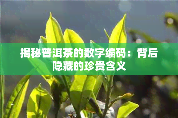 揭秘普洱茶的数字编码：背后隐藏的珍贵含义