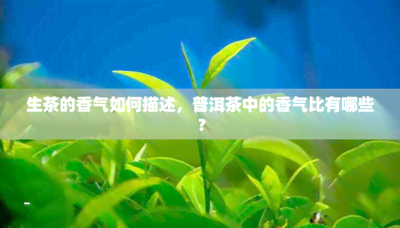 生茶的香气如何描述，普洱茶中的香气比有哪些？