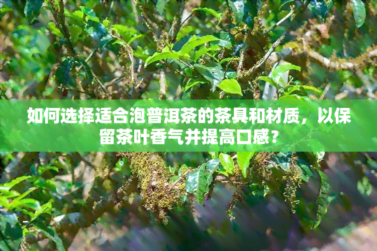 如何选择适合泡普洱茶的茶具和材质，以保留茶叶香气并提高口感？