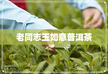 老同志玉如意普洱茶