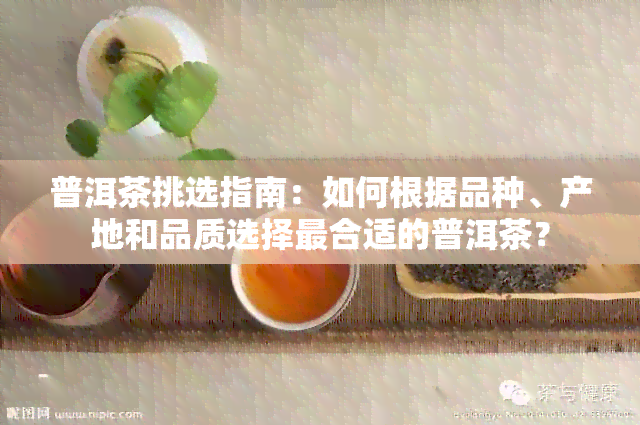 普洱茶挑选指南：如何根据品种、产地和品质选择最合适的普洱茶？