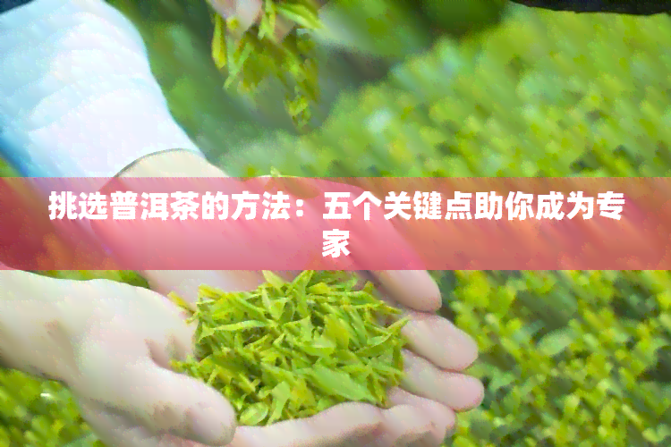 挑选普洱茶的方法：五个关键点助你成为专家