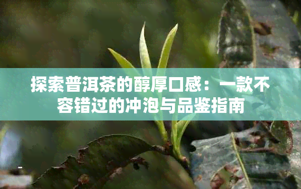 探索普洱茶的醇厚口感：一款不容错过的冲泡与品鉴指南