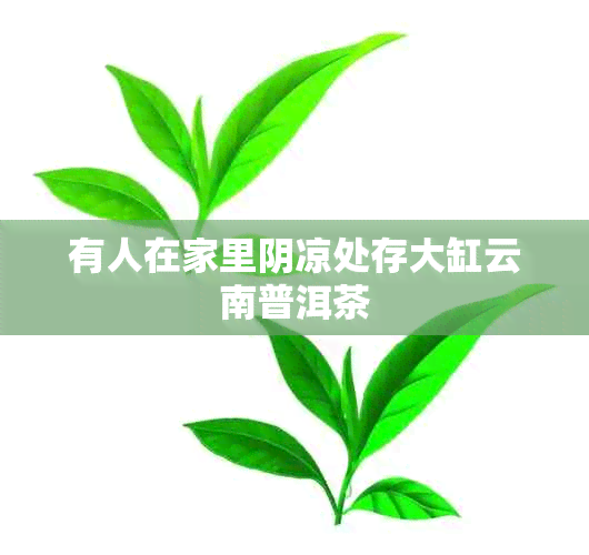 有人在家里阴凉处存大缸云南普洱茶