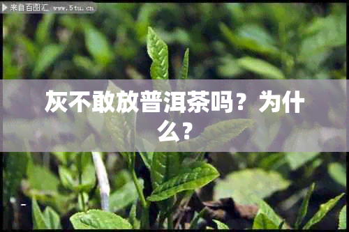 灰不敢放普洱茶吗？为什么？