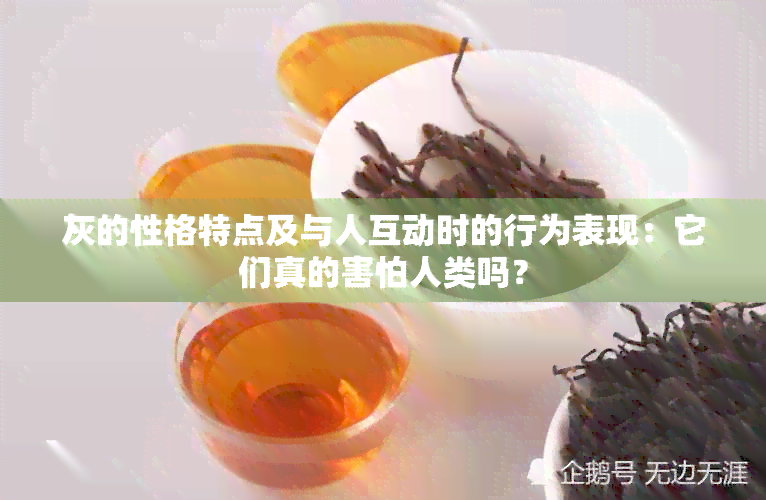 灰的性格特点及与人互动时的行为表现：它们真的害怕人类吗？