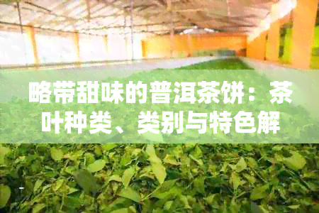 略带甜味的普洱茶饼：茶叶种类、类别与特色解析