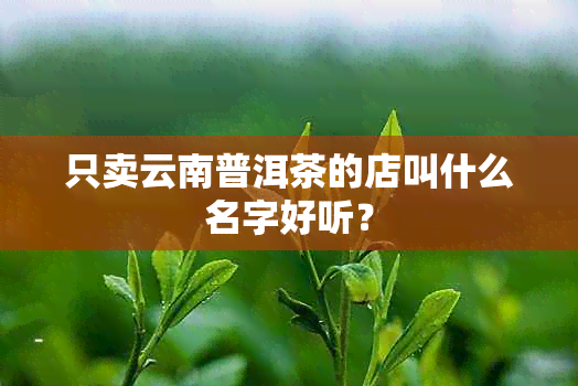 只卖云南普洱茶的店叫什么名字好听？