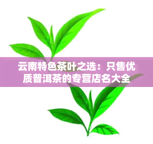 云南特色茶叶之选：只售优质普洱茶的专营店名大全