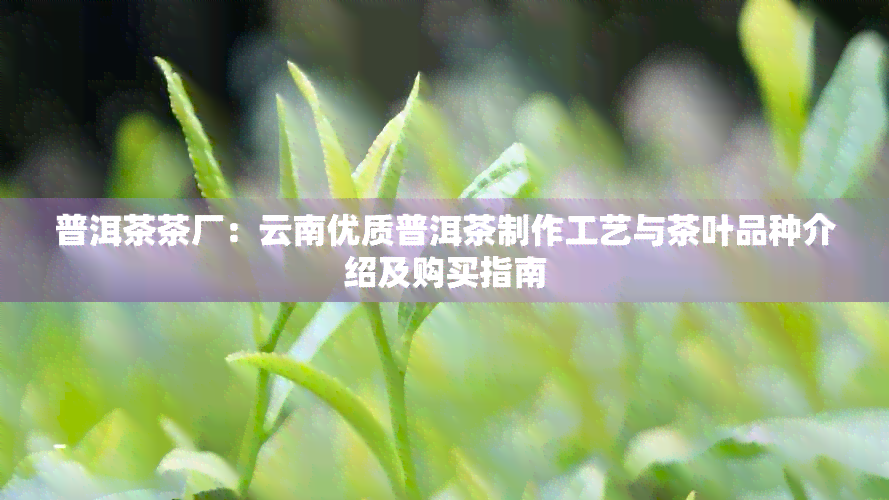 普洱茶茶厂：云南优质普洱茶制作工艺与茶叶品种介绍及购买指南