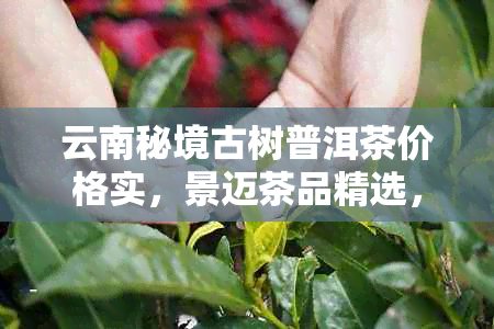 云南秘境古树普洱茶价格实，景迈茶品精选，批发直供