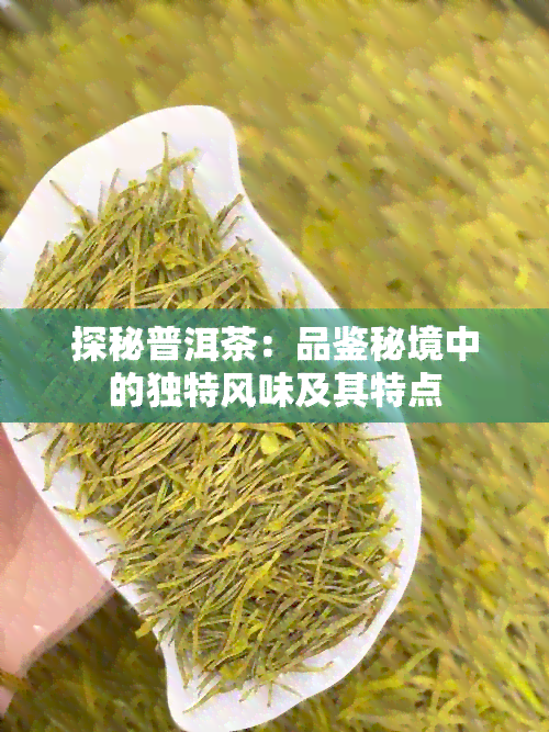 探秘普洱茶：品鉴秘境中的独特风味及其特点