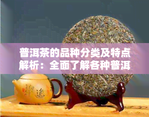 普洱茶的品种分类及特点解析：全面了解各种普洱茶的品质与风味