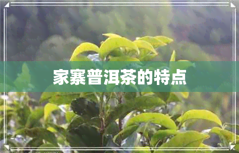 家寨普洱茶的特点