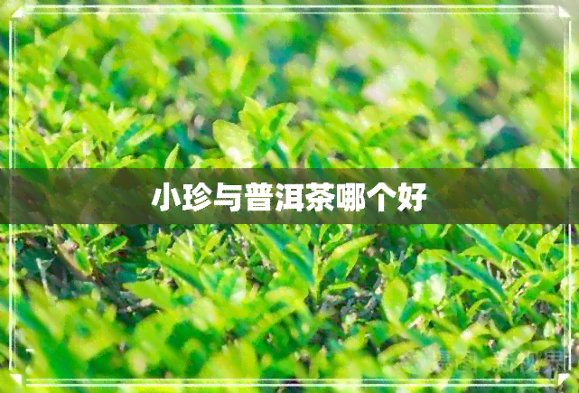 小珍与普洱茶哪个好